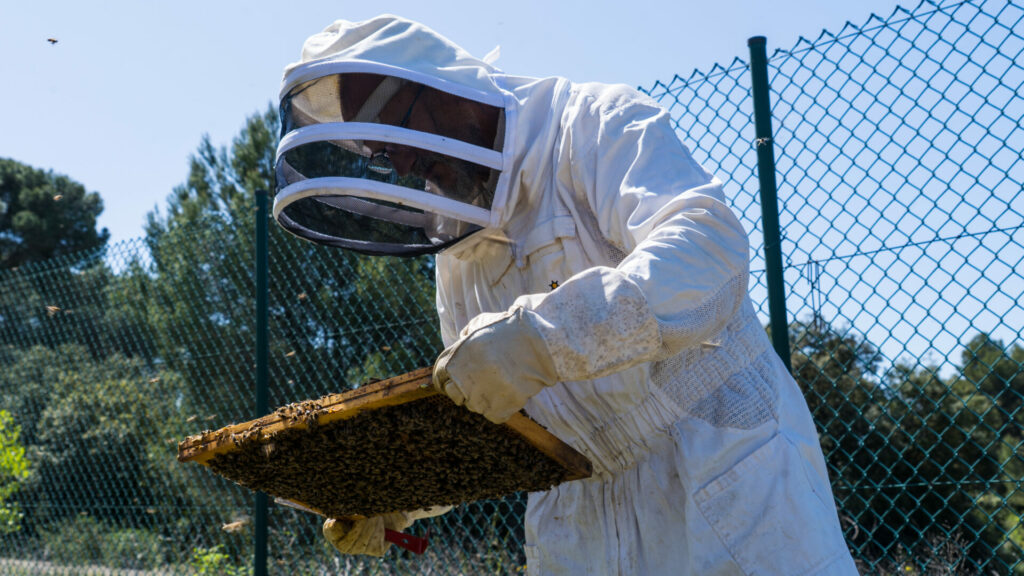 Des ruches sont installées depuis plusieurs années dans certains centres d’incendie et de secours du département afin d’agir sur le bien-être en caserne mais aussi de préserver la biodiversité.